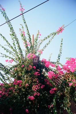 Tina Willim